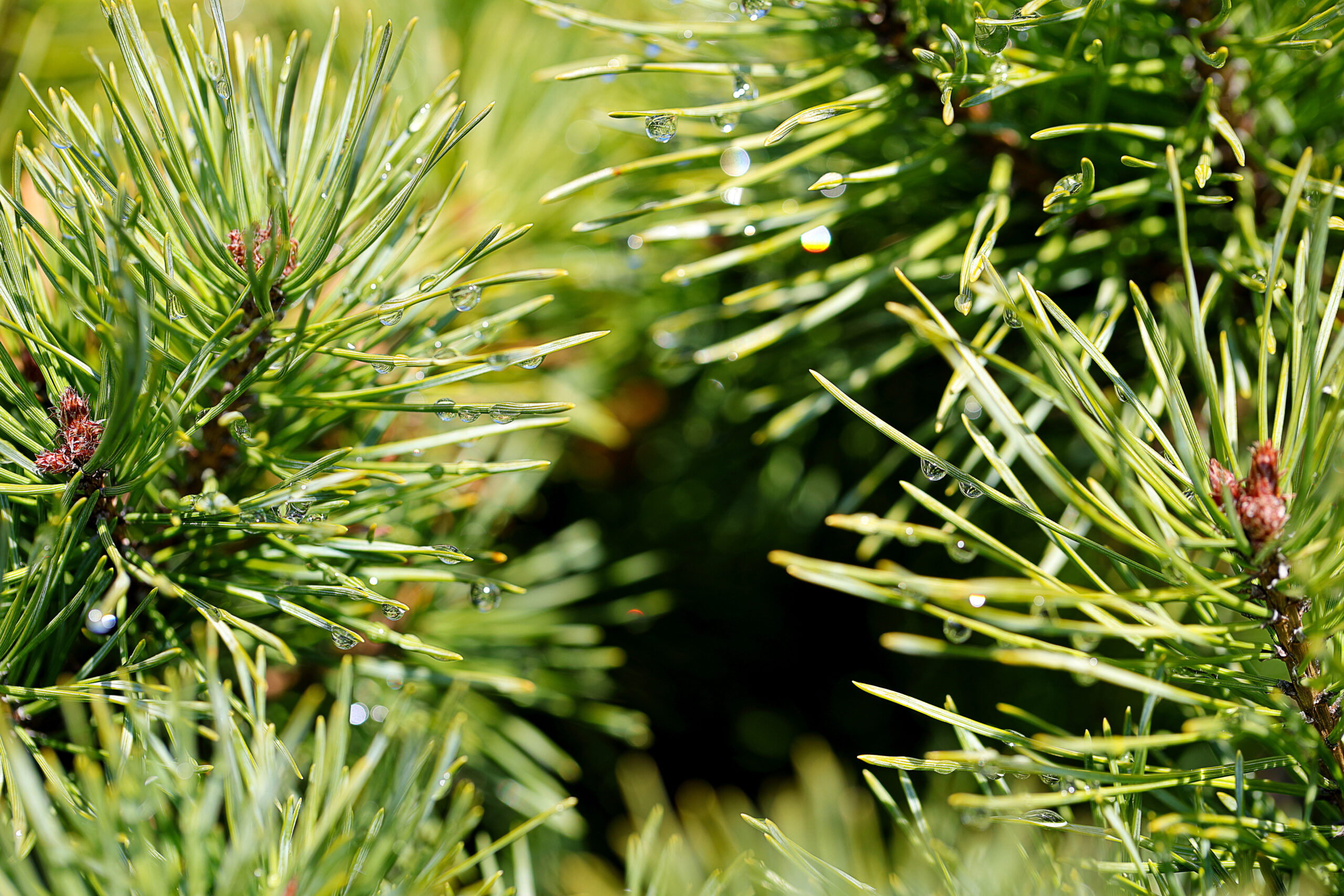 パインニードル 森林の香りでストレスに対抗するパワーを与えてくれる 株式会社メドウズアロマテラピープロダクツ